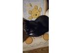 Adopt Pheonix a Black & White or Tuxedo Domestic Shorthair (short coat) cat in