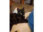 Adopt Mama Mia a Black (Mostly) Domestic Mediumhair (medium coat) cat in Lowell