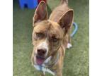 Adopt Dixie a Brindle Cattle Dog / Mixed dog in Phoenix, AZ (37771002)