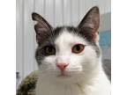 Adopt Julius a Gray or Blue Domestic Shorthair / Mixed cat in SHERIDAN
