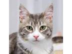 Adopt Pickles a Gray or Blue Domestic Shorthair / Mixed cat in SHERIDAN