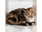 Adopt Kaffey a All Black Domestic Shorthair / Domestic Shorthair / Mixed cat in