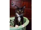 Adopt Tatum a Black & White or Tuxedo Domestic Mediumhair (medium coat) cat in