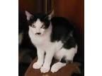Adopt Tara a Black & White or Tuxedo American Shorthair (short coat) cat in