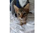 Adopt Kitten 1 a Gray, Blue or Silver Tabby Domestic Shorthair (short coat) cat