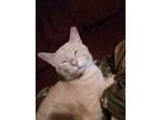 Adopt Mac N Cheese a Orange or Red Tabby Domestic Longhair (long coat) cat in