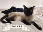 Adopt Cookie a Spotted Tabby/Leopard Spotted Siamese cat in Calimesa