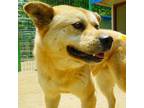 Adopt Ginger a Tan/Yellow/Fawn Jindo / Spitz (Unknown Type