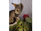 Adopt Pegasus a Gray, Blue or Silver Tabby Domestic Shorthair (short coat) cat