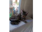 Adopt Kitten2 a Gray, Blue or Silver Tabby Domestic Shorthair (short coat) cat