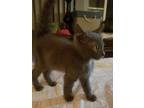 Adopt Koda a Spotted Tabby/Leopard Spotted Russian Blue cat in Calimesa