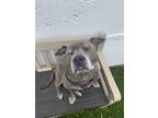 Adopt Diesel a Gray/Silver/Salt & Pepper - with White Pit Bull Terrier / Mixed