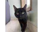 Adopt Peanut a All Black Domestic Shorthair / Mixed cat in Milford