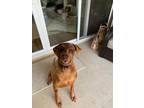 Adopt Vito a Red/Golden/Orange/Chestnut Doberman Pinscher / Mixed Breed (Large)