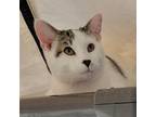 Adopt Jesse a Gray or Blue Domestic Shorthair / Mixed cat in Carroll