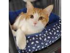 Adopt Bo a Orange or Red Domestic Shorthair / Mixed cat in Carroll