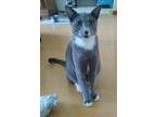 Adopt Leo a Gray or Blue Domestic Shorthair (short coat) cat in Riverside