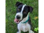 Adopt Finley a Black Border Collie / Mixed Breed (Large) / Mixed dog in