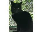 Adopt Monty a Black (Mostly) Domestic Shorthair (short coat) cat in Pottsville