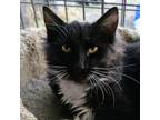 Adopt Putzie a All Black Domestic Mediumhair / Mixed cat in SHERIDAN