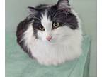 Adopt Vera a Black & White or Tuxedo Domestic Longhair (long coat) cat in
