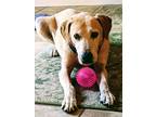 Adopt Archer a Tan/Yellow/Fawn Labrador Retriever / Mixed dog in San Diego