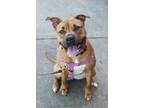 Adopt Penny a Tan/Yellow/Fawn - with Black American Pit Bull Terrier / Mixed dog