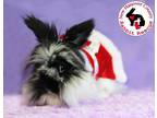 Adopt Orca a Black Lionhead / Mixed (long coat) rabbit in Wilmington