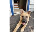 Adopt Dexter a Tan/Yellow/Fawn Mixed Breed (Large) / Mixed dog in Saskatoon