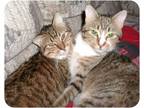 Adopt Hewy & Dewy a Tiger Striped Domestic Shorthair (short coat) cat in