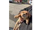 Adopt Kangaskan a Brown/Chocolate German Shepherd Dog / Mixed dog in Selma
