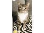 Adopt Poppy a Brown Tabby Domestic Shorthair (short coat) cat in Xenia