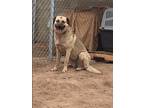 Adopt Lady a Brown/Chocolate - with Tan Anatolian Shepherd / Mixed dog in