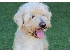 Adopt Matty a White Poodle (Miniature) / Lhasa Apso / Mixed dog in Creston
