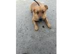 Adopt Alazay a Brown/Chocolate German Shepherd Dog / Mixed dog in Selma