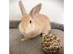 Adopt Henry a Netherland Dwarf / Mixed rabbit in Miami, FL (35840446)