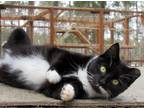 Adopt Suzie a Black & White or Tuxedo Domestic Shorthair (short coat) cat in