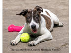 Adopt Twister a White Catahoula Leopard Dog / Mixed dog in Toccoa, GA (37861622)