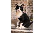 Adopt Doc a Black & White or Tuxedo Domestic Shorthair (short coat) cat in