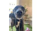 Adopt Dahlia a Black - with White Labrador Retriever / German Shepherd Dog /