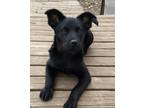 Adopt Lincoln a Black Border Collie / Mixed Breed (Medium) / Mixed dog in