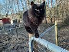 Adopt Tree Topper a All Black Domestic Longhair (long coat) cat in Morganton
