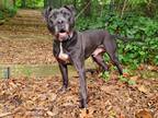Adopt Niko a Black Pit Bull Terrier / Mixed dog in Port Washington