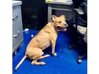 Adopt Boogie a Tan/Yellow/Fawn - with White American Staffordshire Terrier /