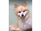 Adopt Poppy a Red/Golden/Orange/Chestnut - with White Pomeranian / Mixed dog in