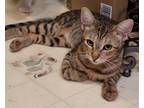 Adopt Zoey a Tan or Fawn Tabby Domestic Shorthair (short coat) cat in Riverside