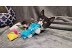 Adopt Rebecca a Black & White or Tuxedo Domestic Shorthair (short coat) cat in