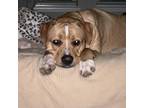 Adopt Chalino a Tan/Yellow/Fawn Pit Bull Terrier / Labrador Retriever / Mixed