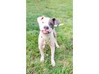 Adopt Demi a White - with Gray or Silver American Pit Bull Terrier / Mixed dog