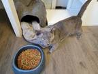 Adopt Mr. Josh a Gray or Blue Domestic Mediumhair / Mixed cat in Bossier City